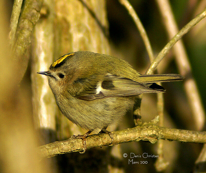 Goldcrest