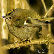 Goldcrest