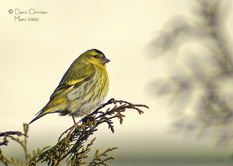 Eurasian Siskin