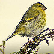 Eurasian Siskin