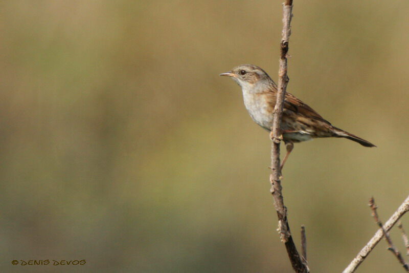 Dunnock