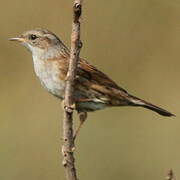 Dunnock