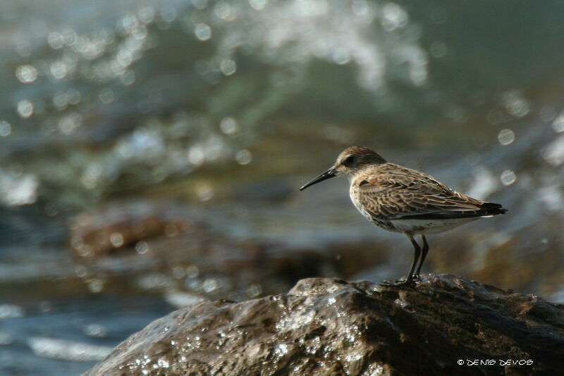 Bécasseau variable