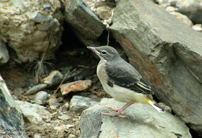 Grey WagtailPoussin, identification