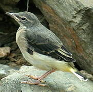 Grey Wagtail