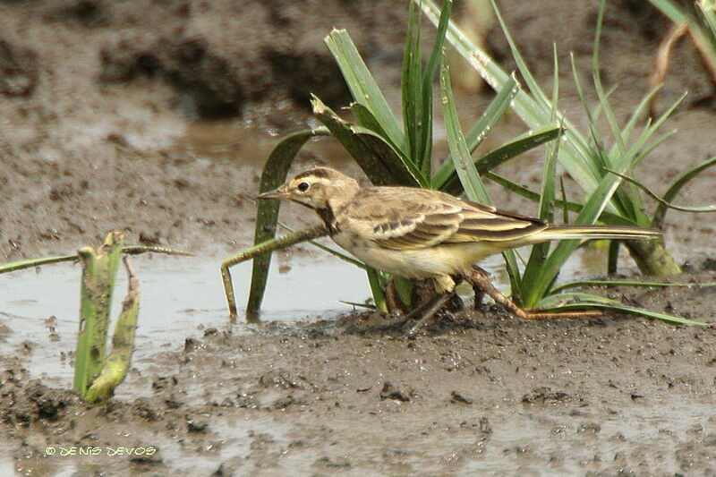 Western Yellow Wagtailjuvenile