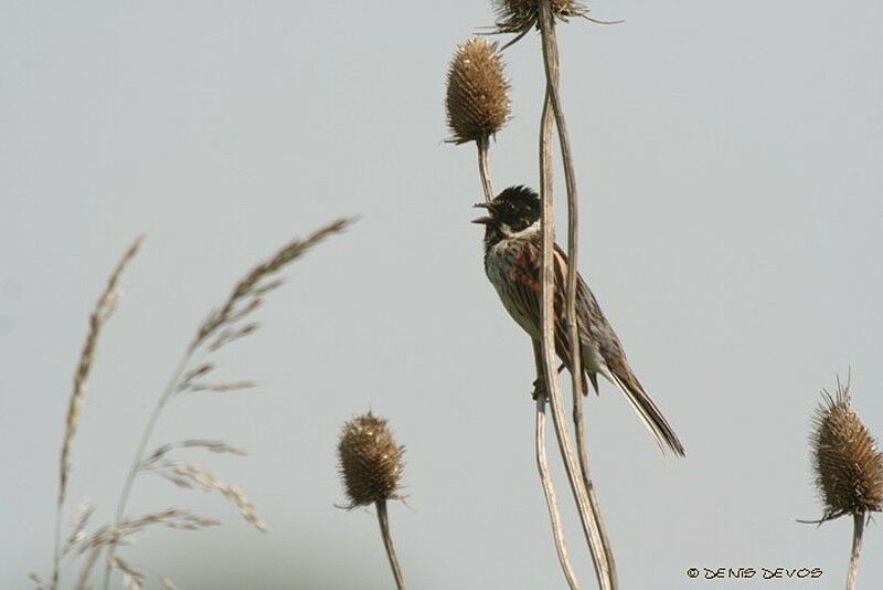 Common Reed Bunting male adult