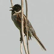 Common Reed Bunting