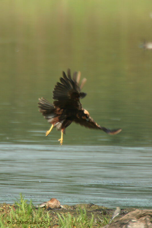 Western Marsh Harrierjuvenile