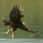 Western Marsh Harrier