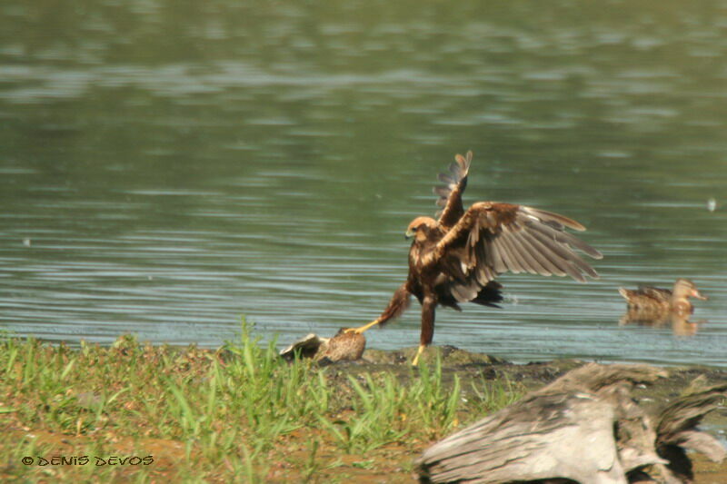 Western Marsh Harrierjuvenile