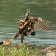 Western Marsh Harrier