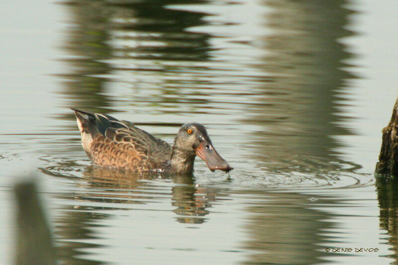 Northern Shovelerjuvenile