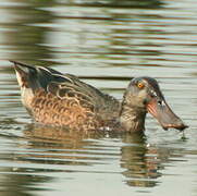 Canard souchet