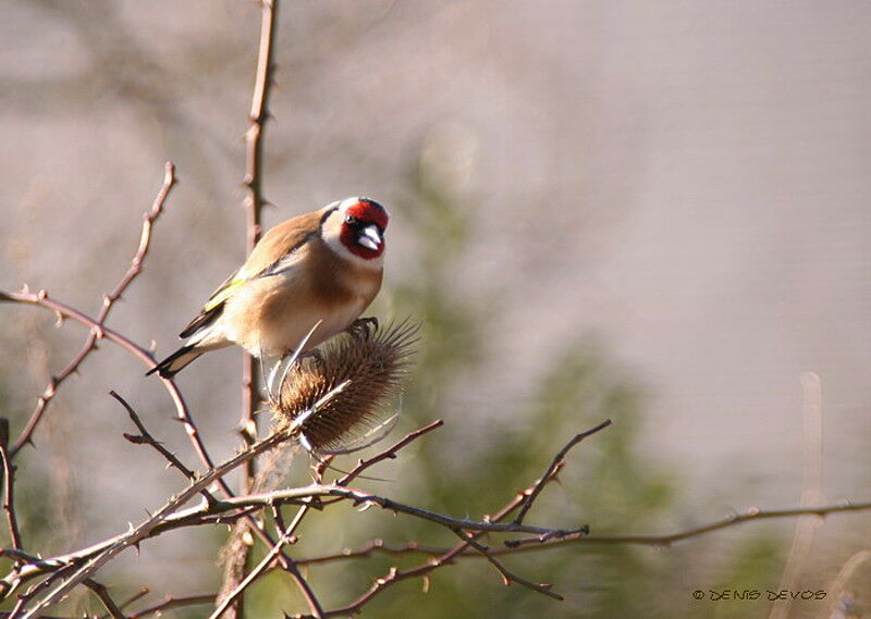 European Goldfinchadult