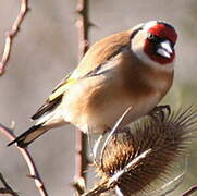 European Goldfinch