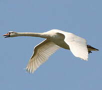 Mute Swan