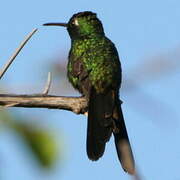 Cuban Emerald