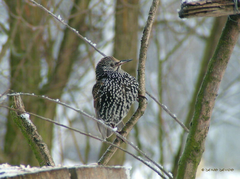 Common Starling