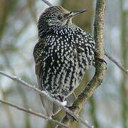 Common Starling