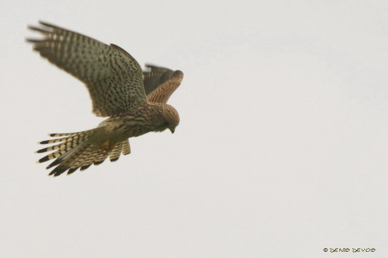 Common Kestrel male juvenile