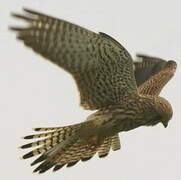 Common Kestrel