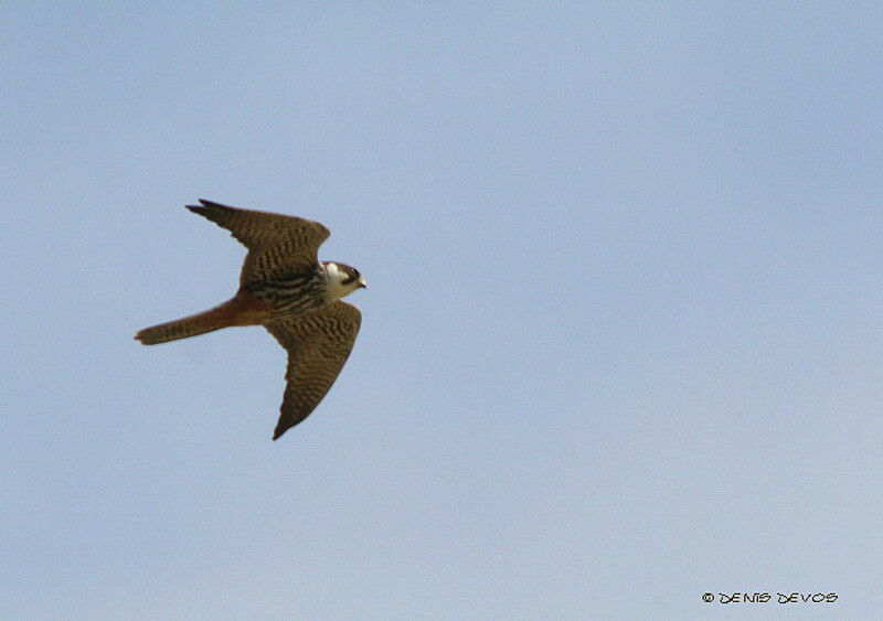 Eurasian Hobby male adult breeding