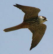 Eurasian Hobby