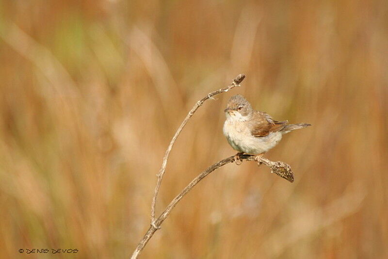 Common Whitethroatjuvenile