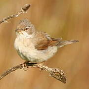 Common Whitethroat