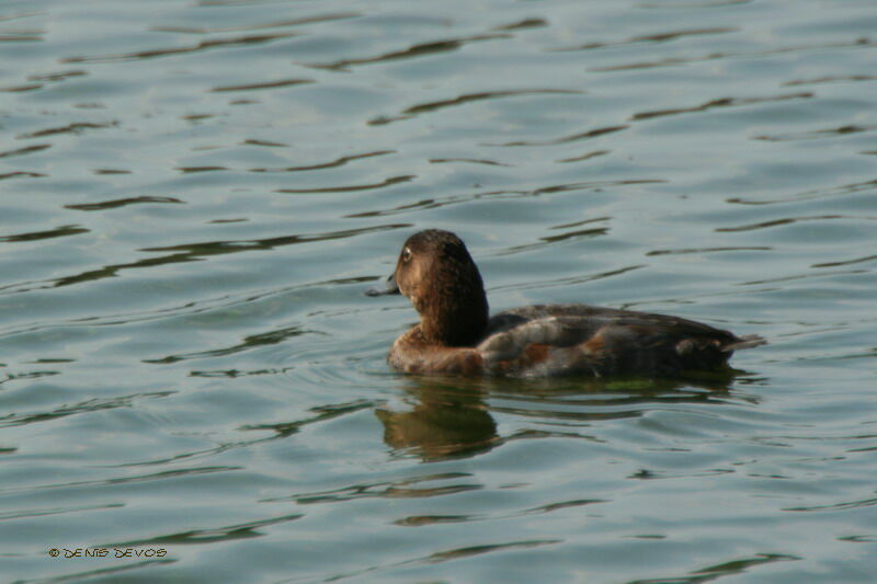 Common Pochard male juvenile