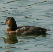 Common Pochard