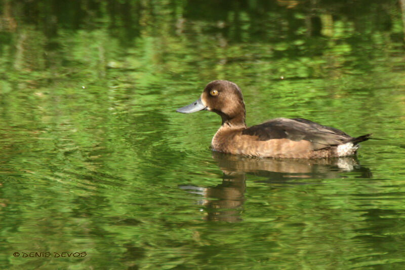 Tufted Duckjuvenile