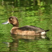 Tufted Duck