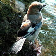 Eurasian Jay