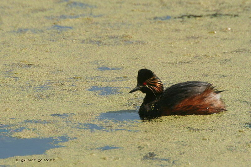 Black-necked Grebe male adult breeding