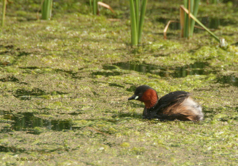 Little Grebe male adult breeding