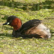 Little Grebe