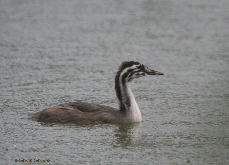 Great Crested Grebejuvenile