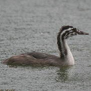 Great Crested Grebe