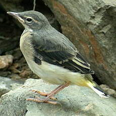 Bergeronnette des ruisseaux