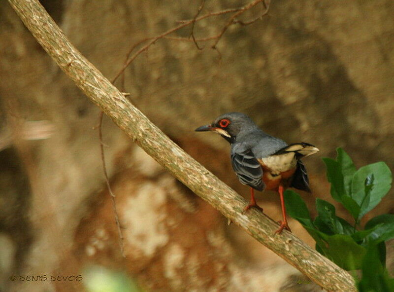 Red-legged Thrush male