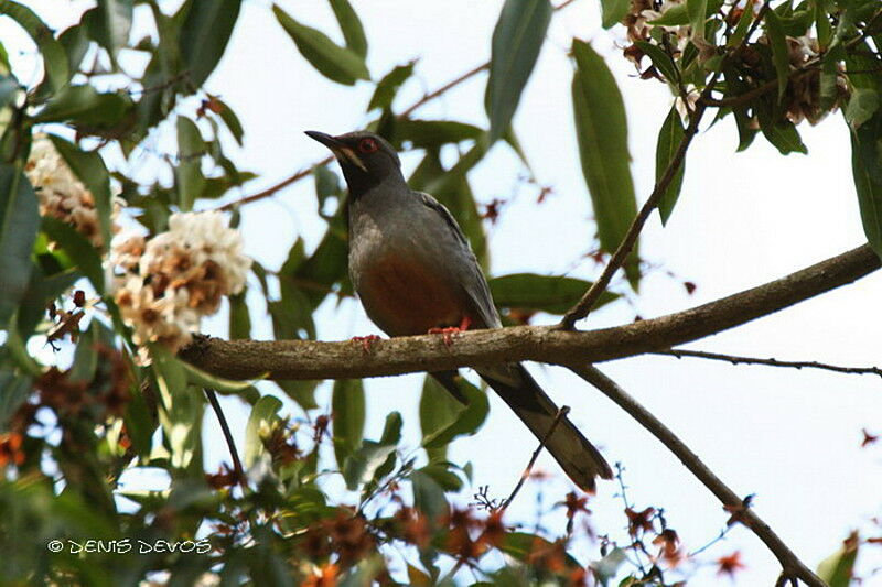 Red-legged Thrush male