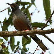 Red-legged Thrush