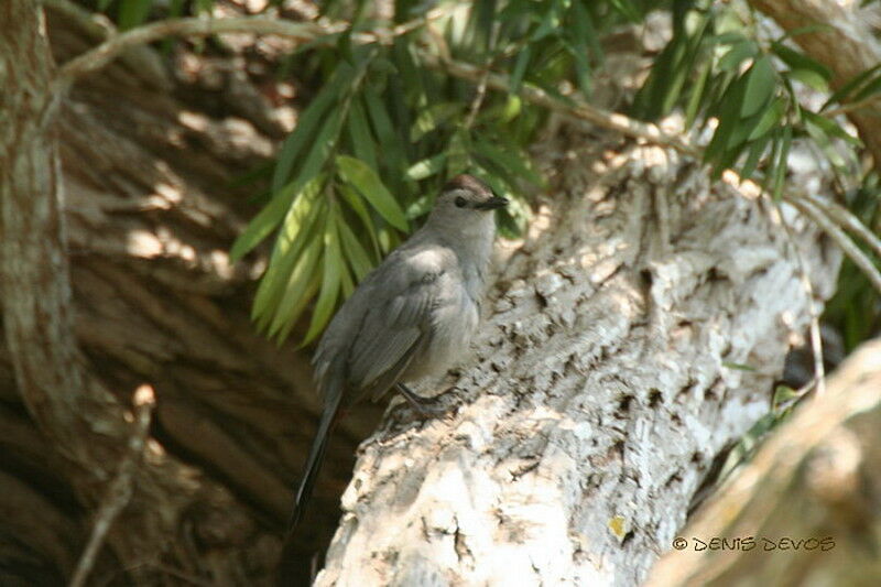 Grey Catbird