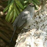 Grey Catbird