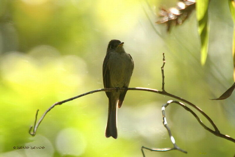 Cuban Pewee