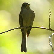 Cuban Pewee