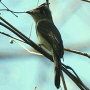 Cuban Pewee