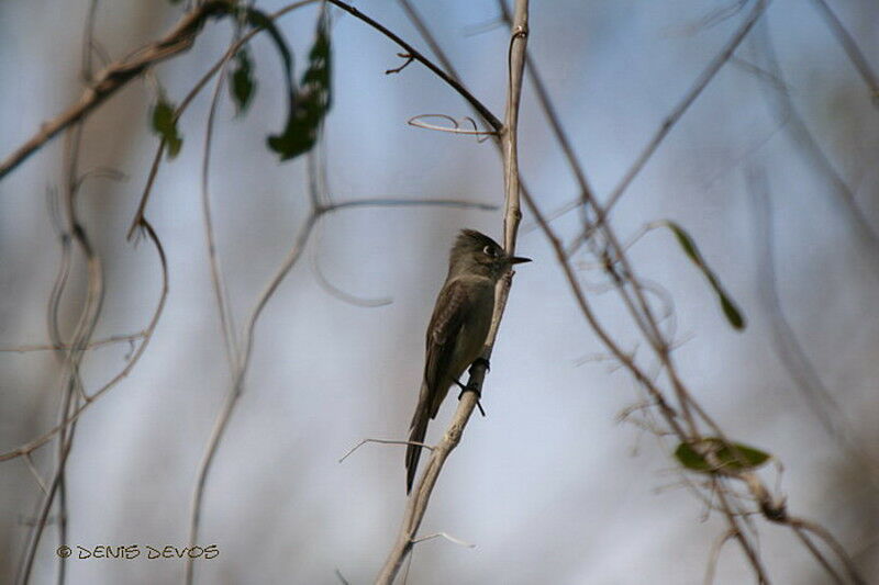 Cuban Pewee